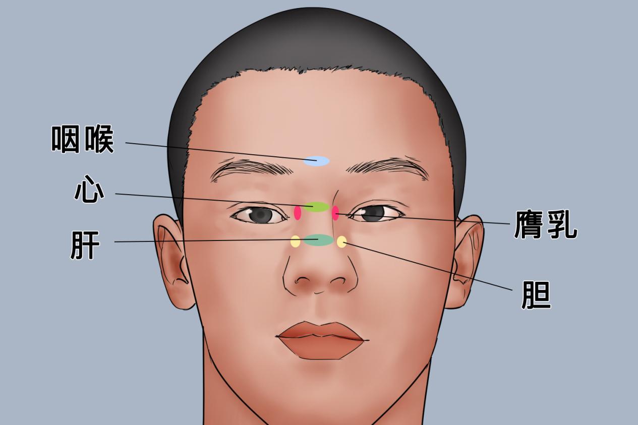 咽喉、心、膺乳、肝、胆图