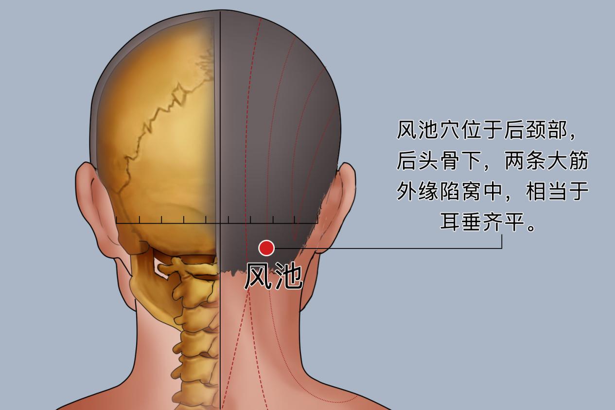 风池穴图