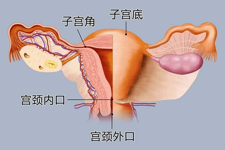 宫颈组织结构分层图片