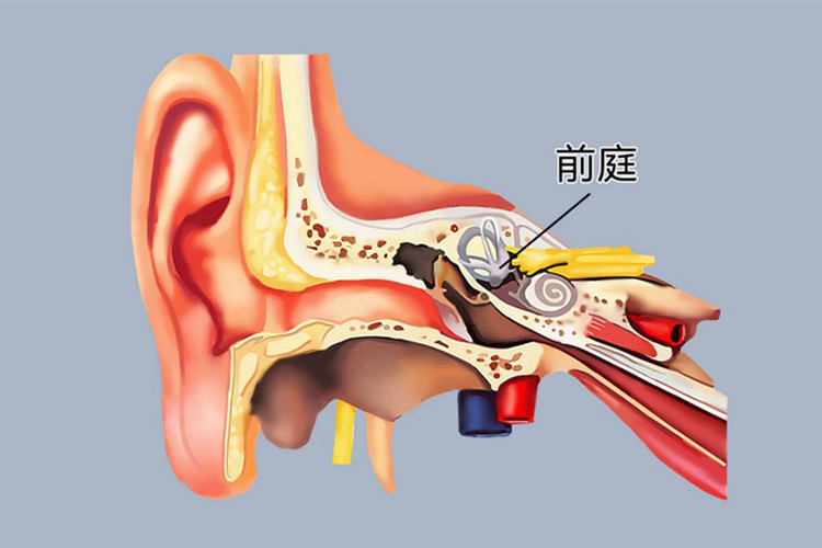 前庭的准确位置图图片