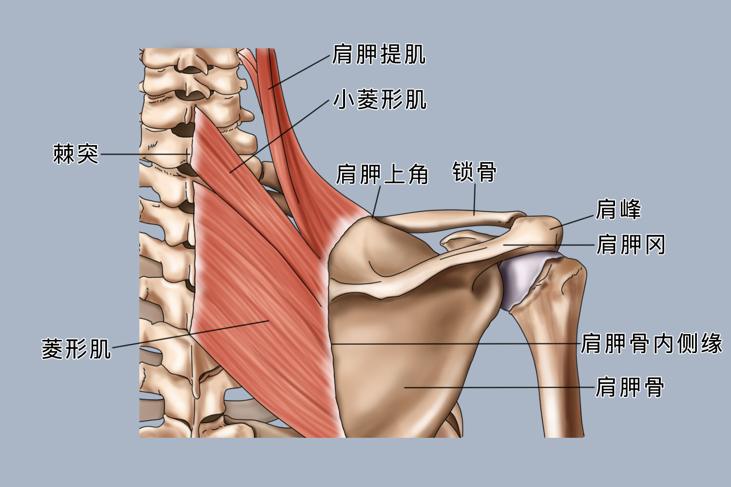 肩胛冈位置图