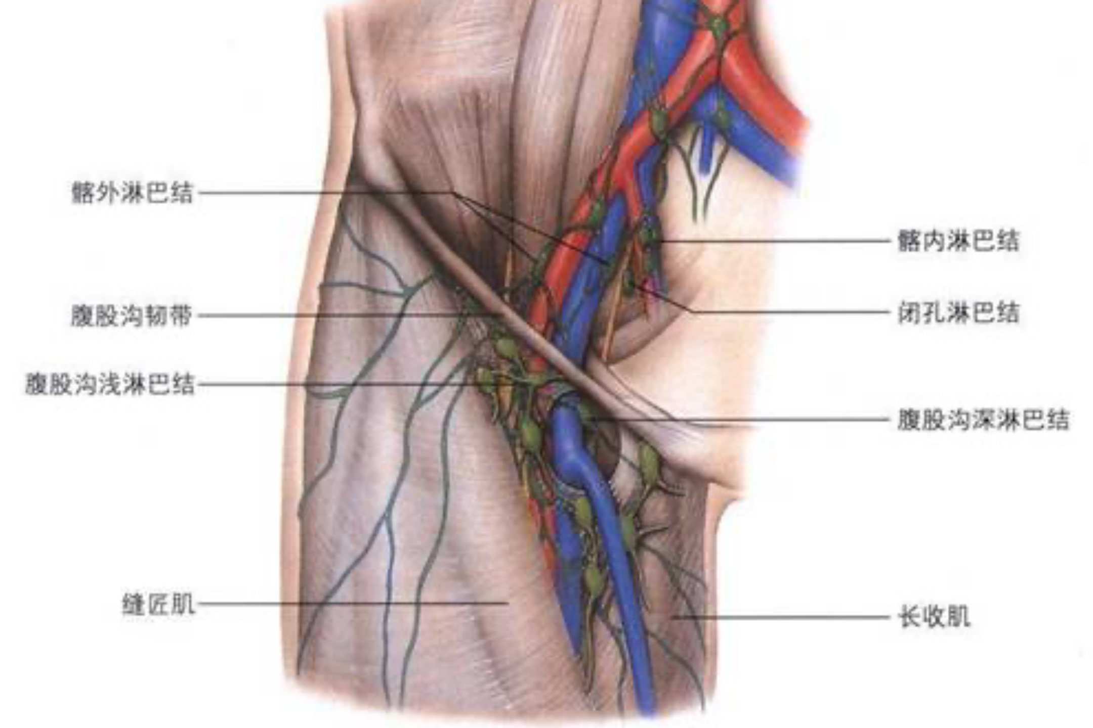 小腿前侧淋巴结位置图图片