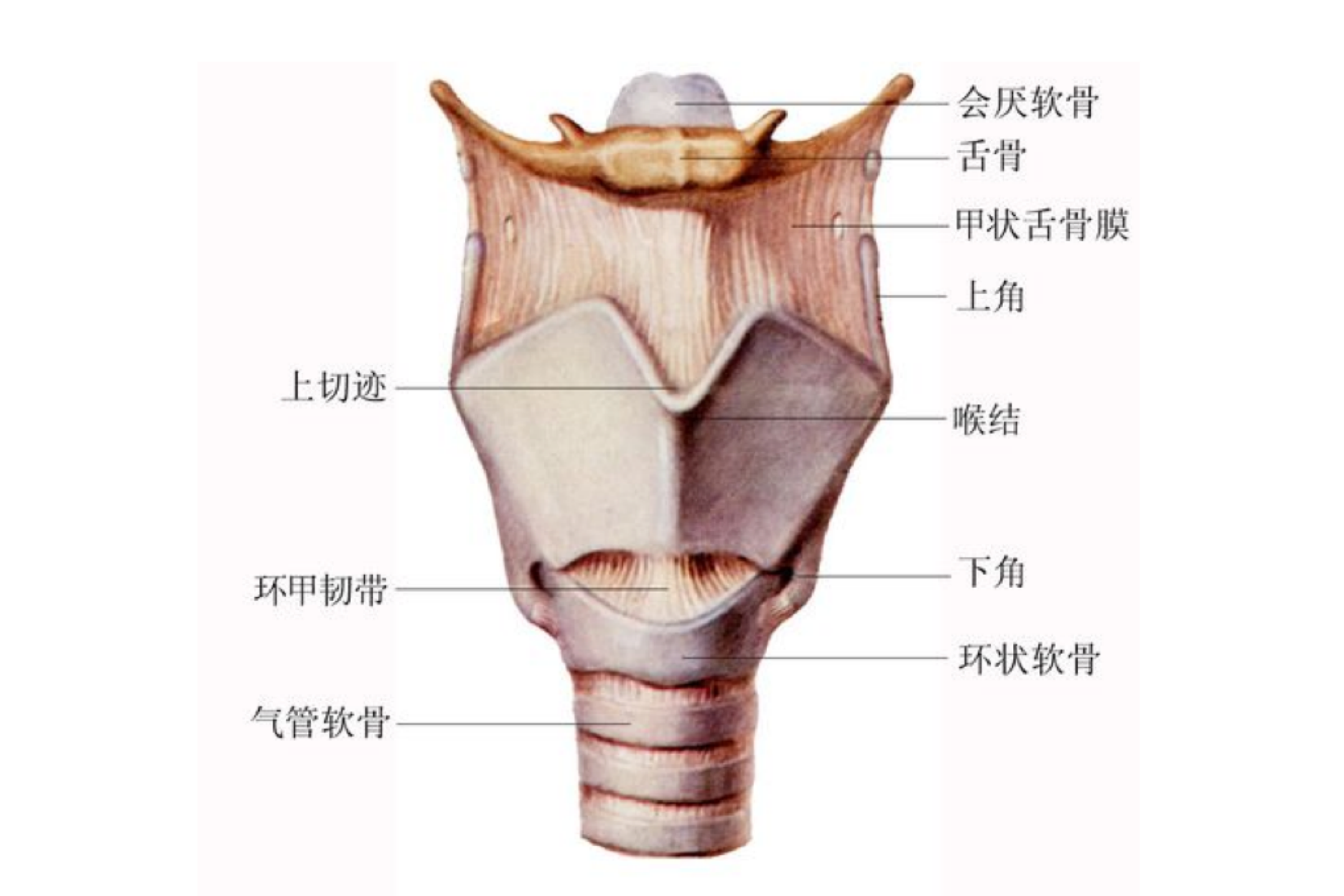 喉部前面观解剖图