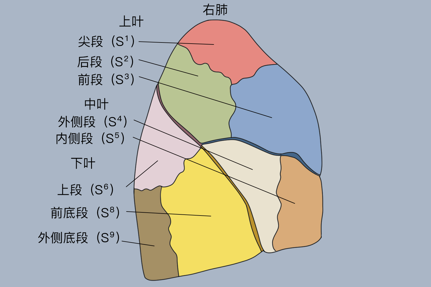 肺的分叶和分段详细图