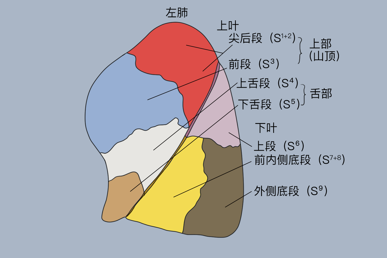 左肺分叶和分段图