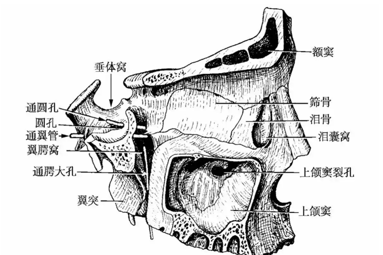 翼腭窝位置图 翼腭窝位置图