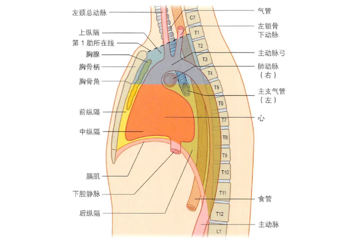 胸骨后纵隔位置图