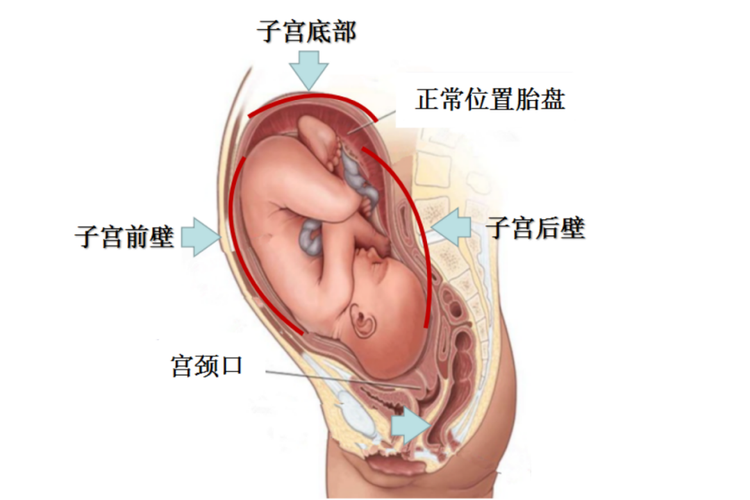 正常人的胎盘图 正常人的胎盘图