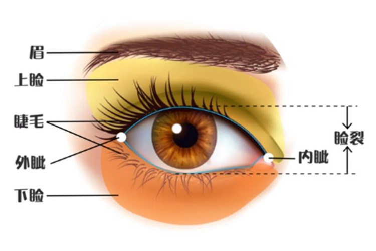 眼睛外眦和内眦图解释图片
