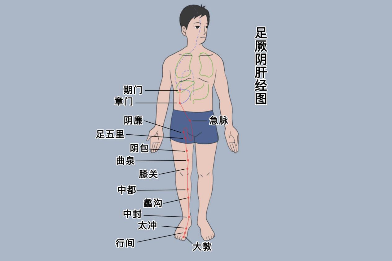 肝经的走向大图图片