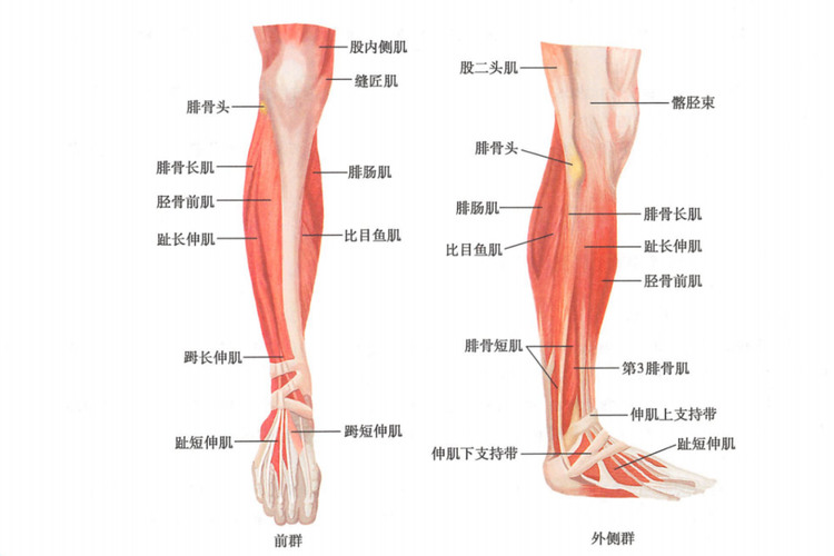 小腿肌前群、外侧群分布图