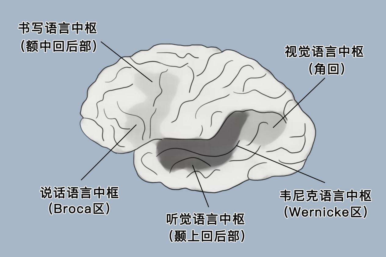 语言中枢在大脑的位置图