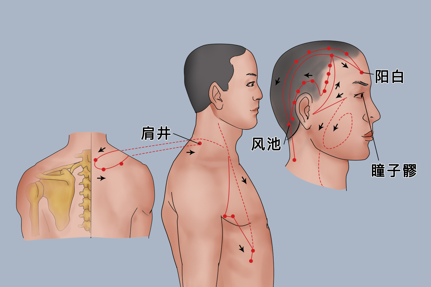 足少阳胆经经脉循行图
