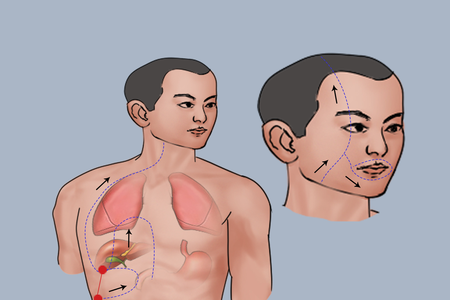 足厥阴肝经经脉循行图