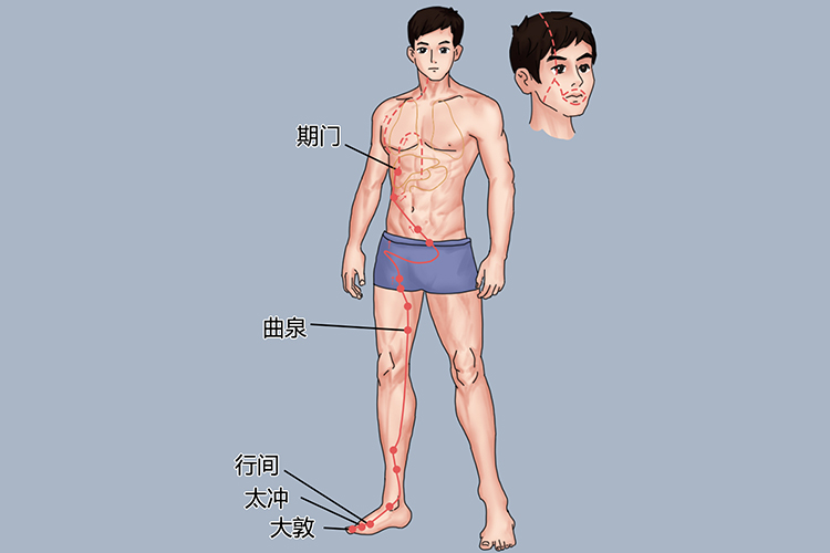 足厥阴肝经经脉循行图