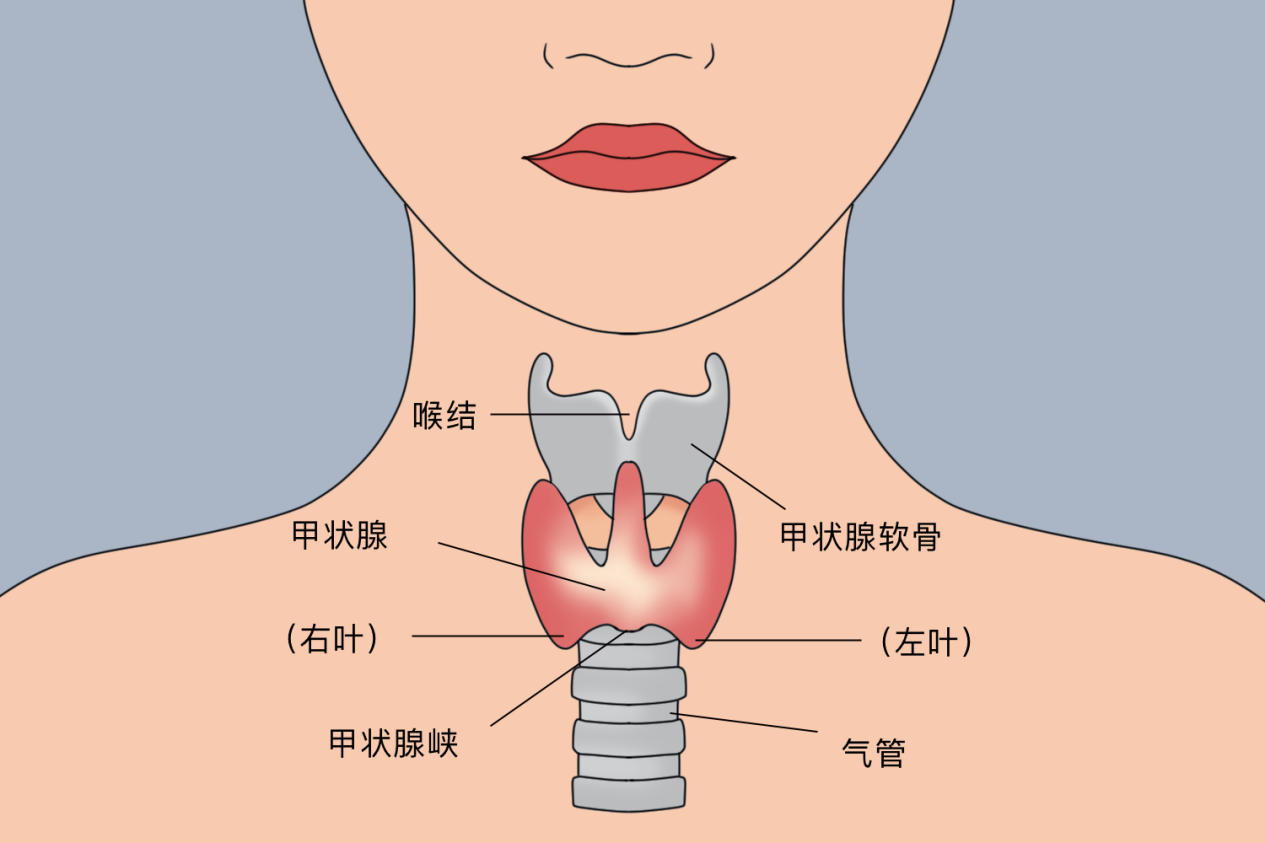 女性甲状软骨突出图片图片