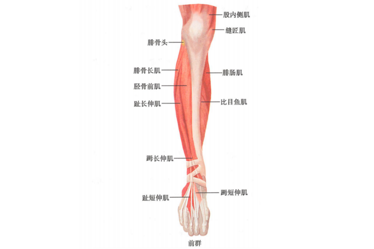 小腿肌肉前群图