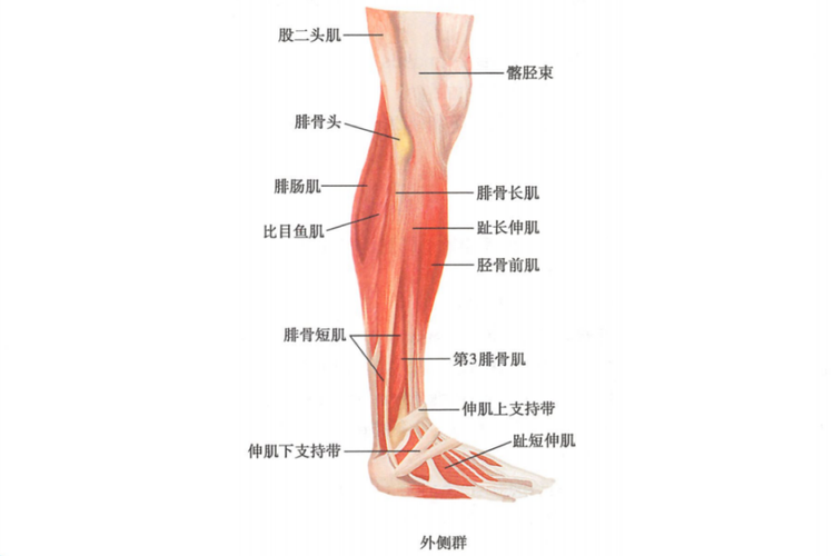 小腿肌肉外侧群图