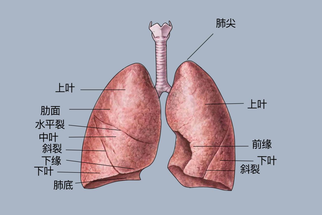 肺结构图