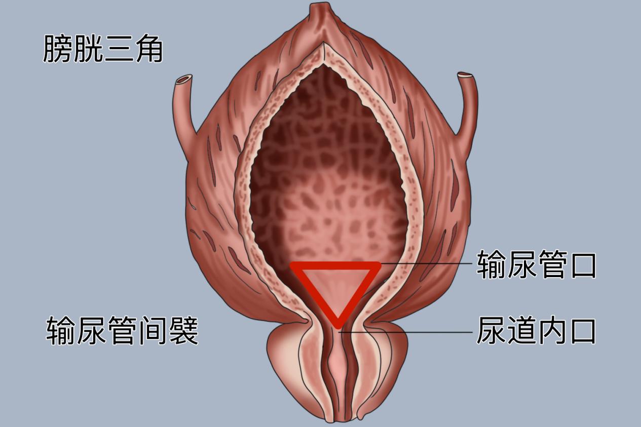 女性尿道球腺图片