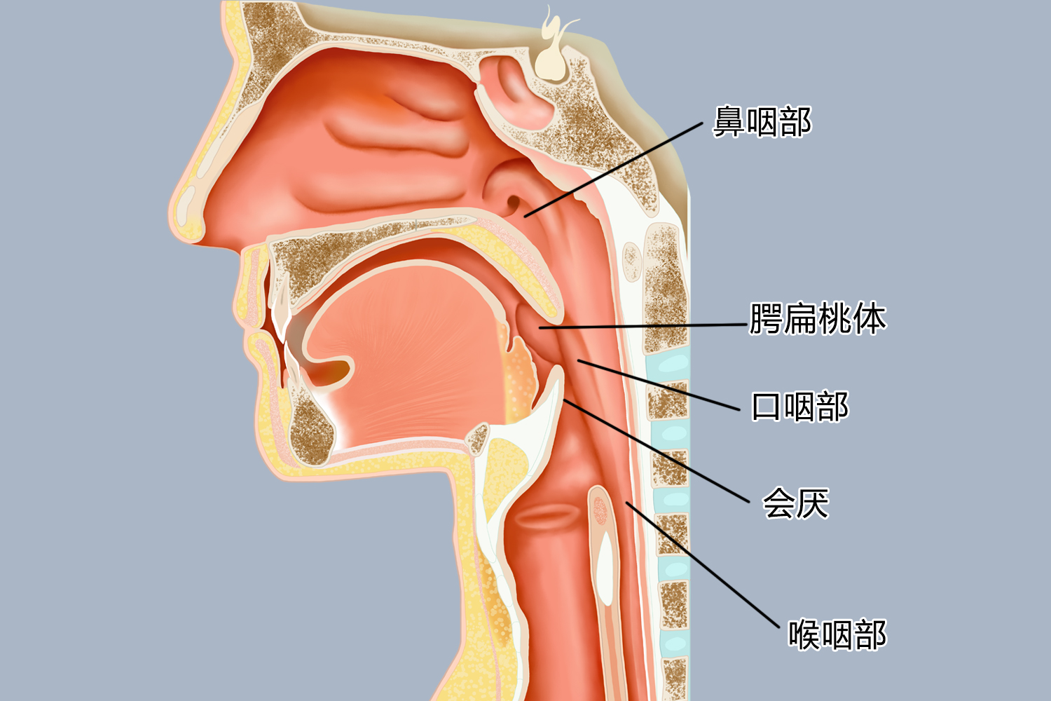 咽部解剖结构图