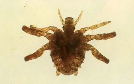 阴虱成虫图 阴虱成虫图