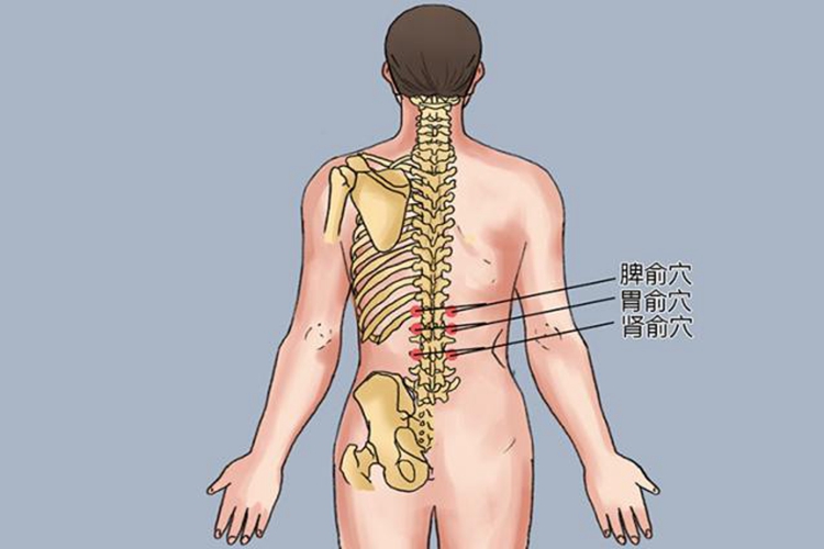 肾俞穴位置图