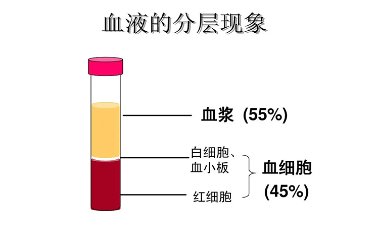 血液分层示意图