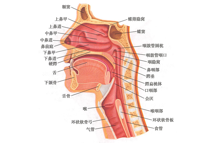 咽部结构图