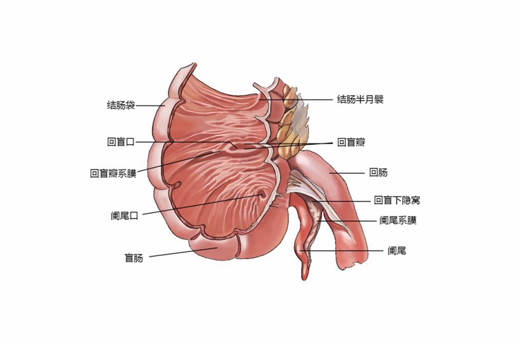 盲肠结构图