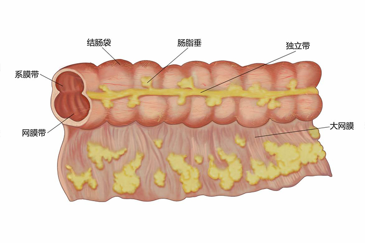 结肠结构图