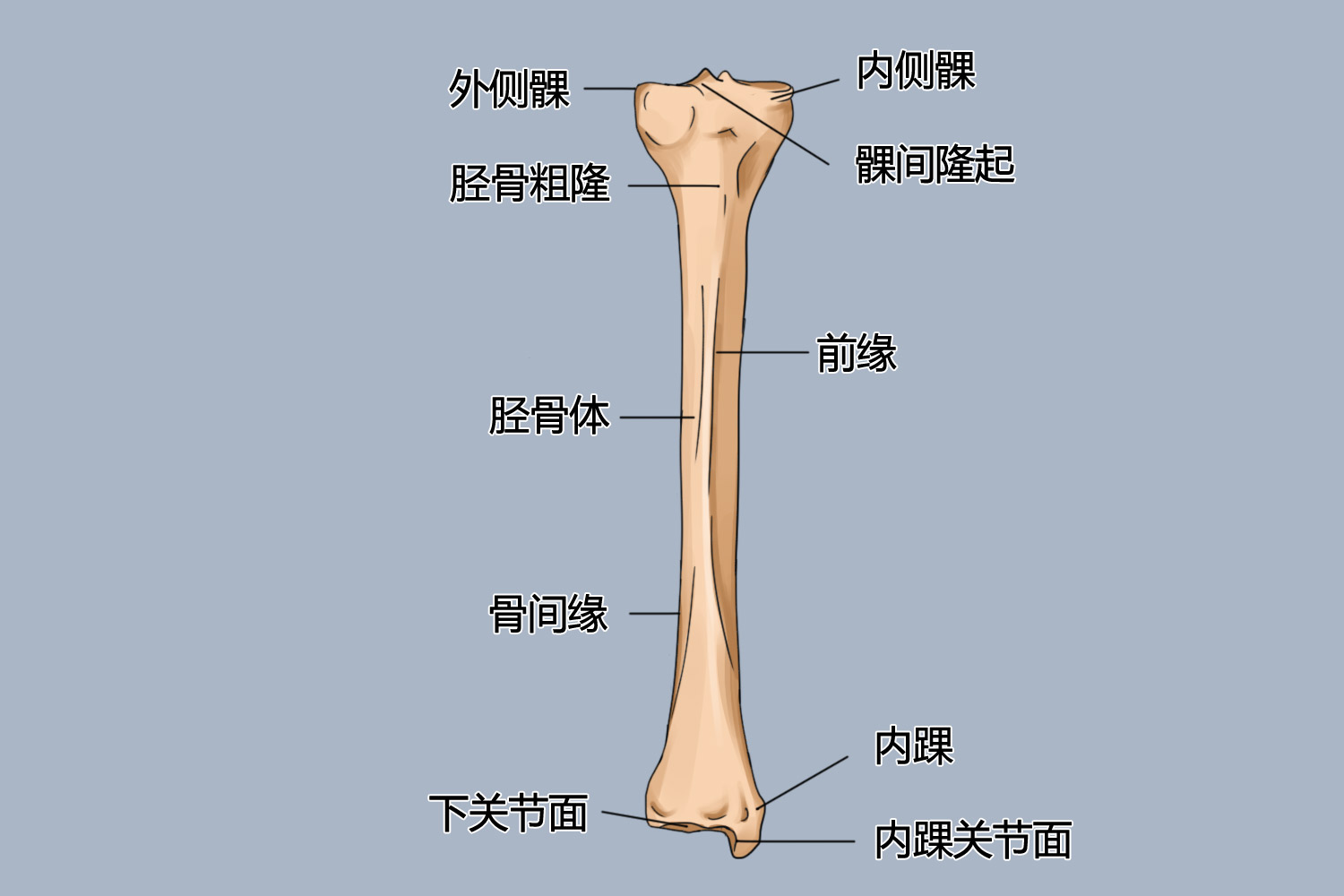 下肢骨图片构造图解图片