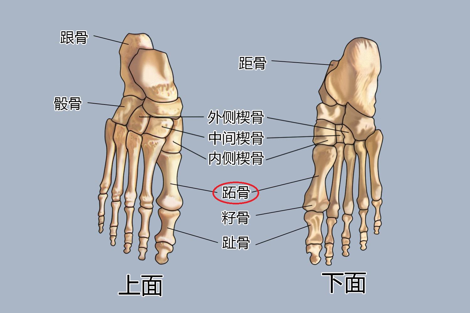 第一跖骨基底部位置图图片