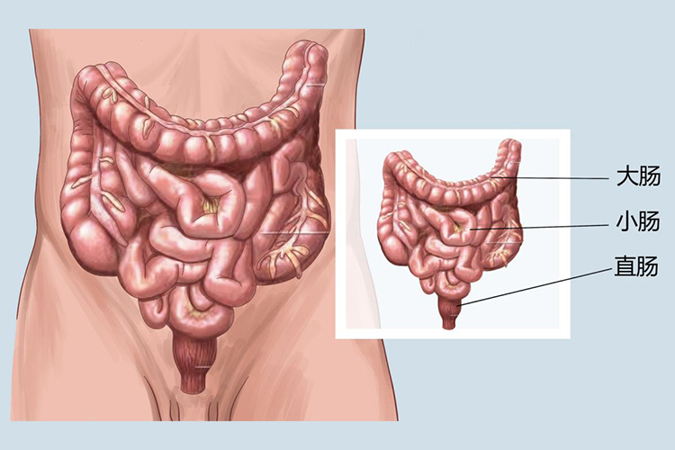 肠道在腹部位置示意图