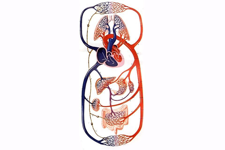心脏血液循环图简笔画图片