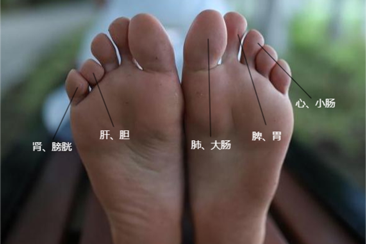5个脚趾对应的部位图