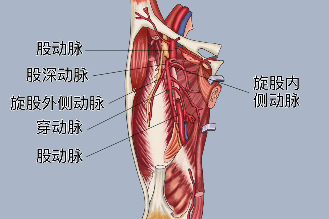 大腿内侧大动脉位置图图片