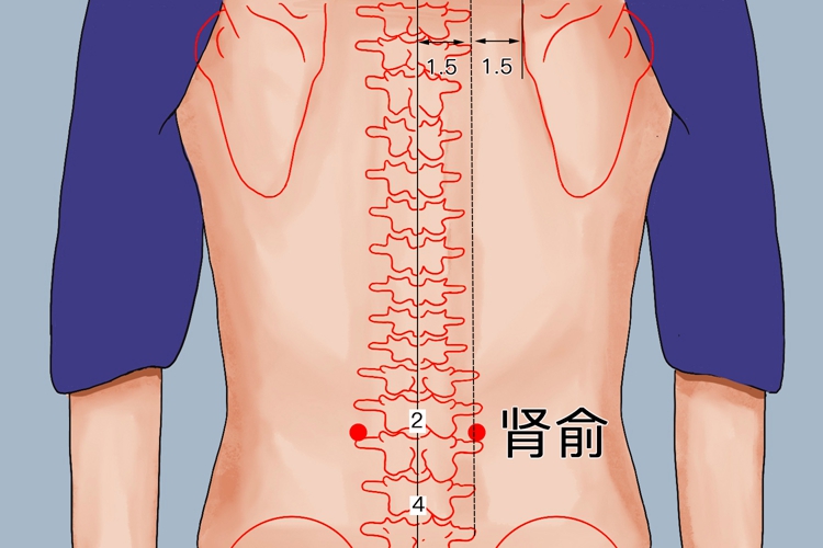肾俞位置图