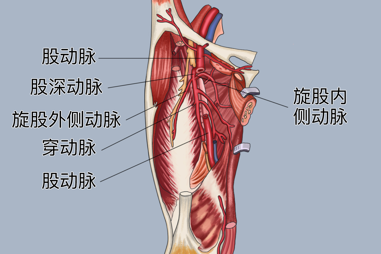股动脉位置的图示图片