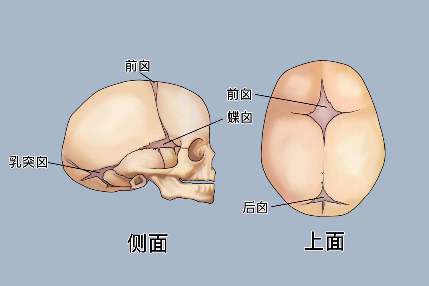 大囟门和小囟门位置图