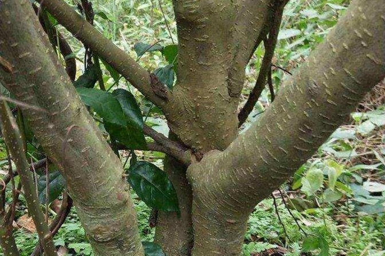 岗梅根植株图 岗梅根植株图