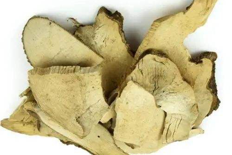 中药岗梅根图 中药岗梅根图