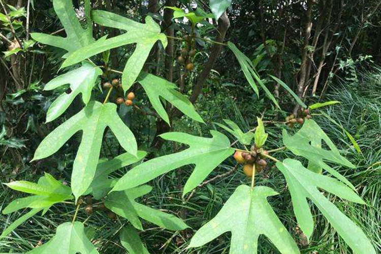 五指毛桃植株图