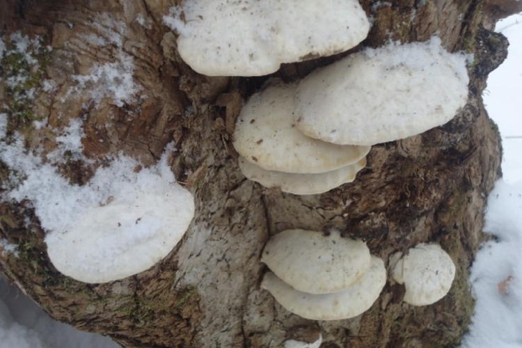 白色灵芝植株图 白色灵芝植株图