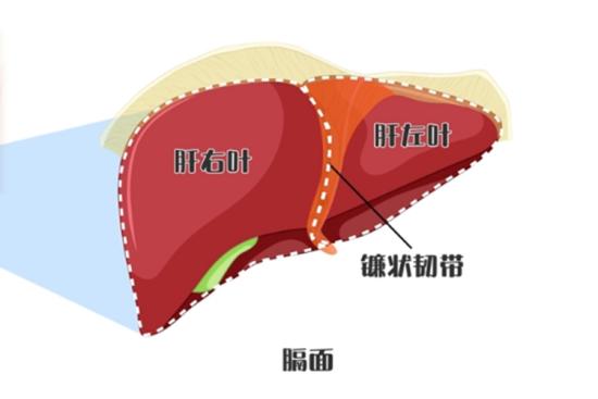 肝脏膈面图