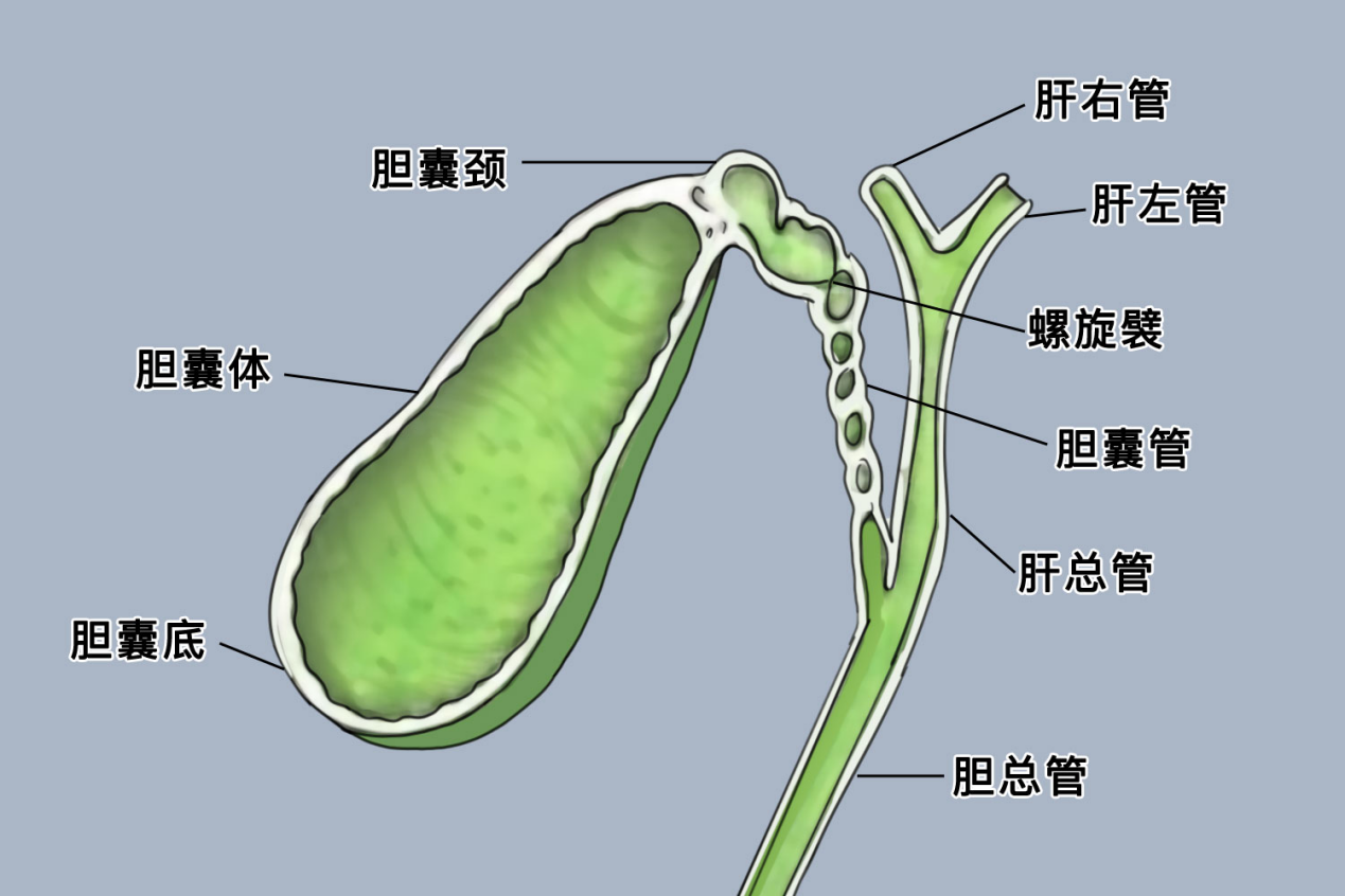 胆囊与输胆管道图