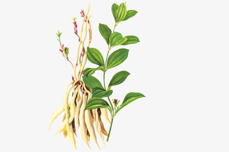 直立百部植株外观图