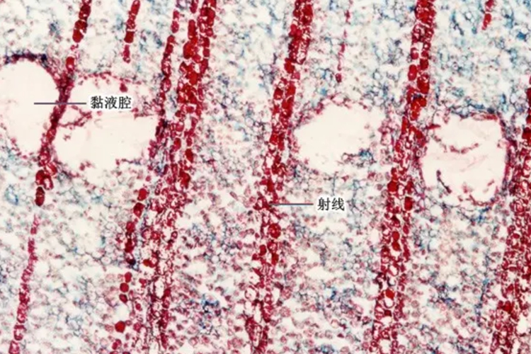 大黄根茎横切面显微镜图