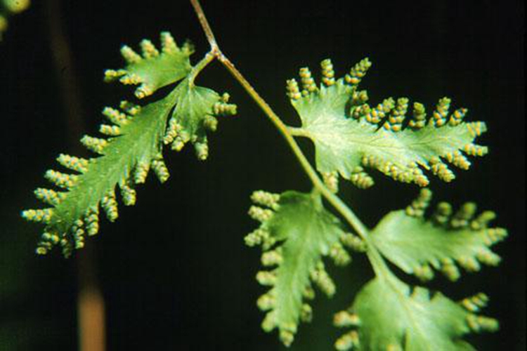海金沙孢子图 海金沙孢子图