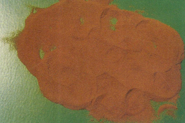 中药海金沙图 中药海金沙图